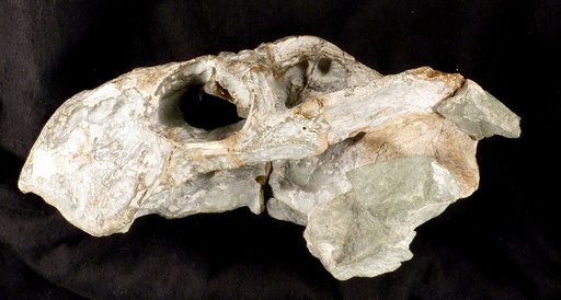 Basilodon woodwardi Kammerer et al., 2011