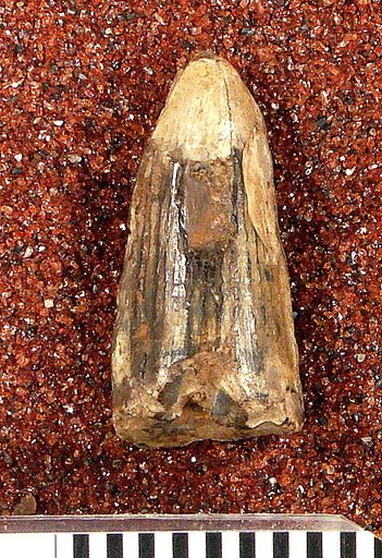 Goniopholis affinis Lull, 1911