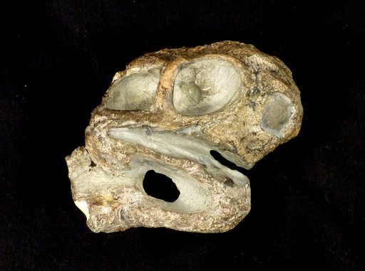 Oudenodon bainii Owen, 1860