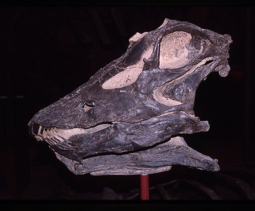 Diplodocus longus Marsh, 1878