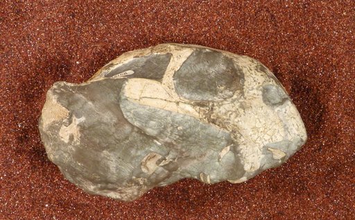 Diictodon feliceps Owen, 1876