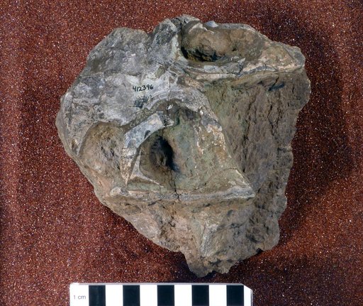 Lystrosaurus cf. murrayi (Huxley, 1859)