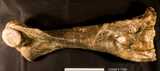 Stegosaurus sp