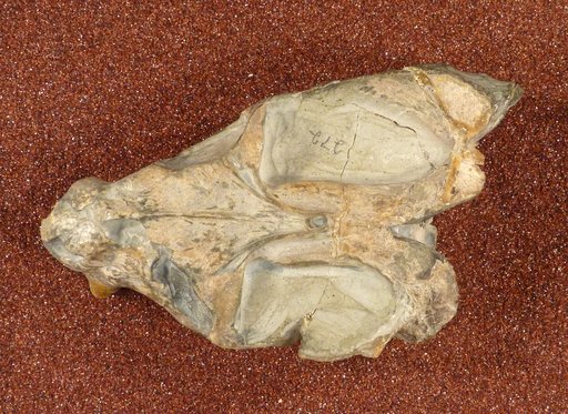 Dicynodontoides recurvidens