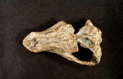 Theriognathus microps Owen, 1876