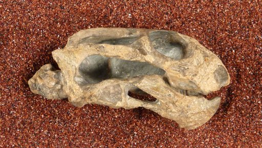 Pristerodon mackayi Huxley