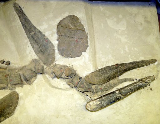 Stegosaurus stenops Marsh, 1887