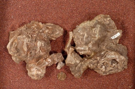 Lystrosaurus sp