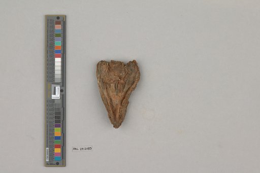 Protorothyris archeri Price, 1937