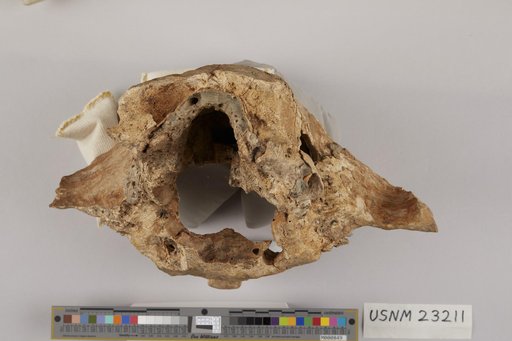 Hydrodamalis gigas Zimmermann