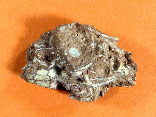 Brachydectes newberryi Cope, 1868