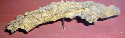 Protocaptorhinus pricei Clark & Carroll, 1973