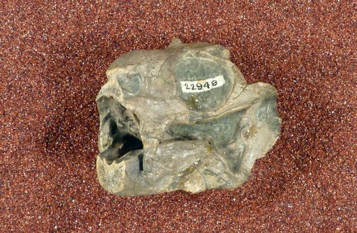 Diictodon feliceps Owen, 1876