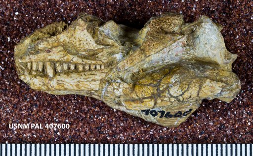 Eocaptorhinus sp