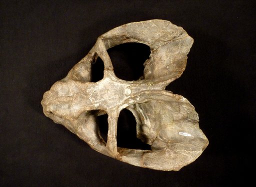 Oudenodon bainii Owen, 1860