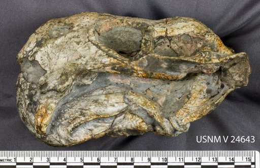 Diictodon feliceps Owen, 1876