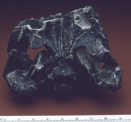 Doswellia kaltenbachi Weems, 1980