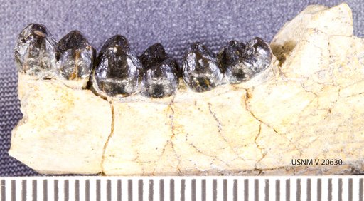 Claenodon cf. procyonoides (Matthew)