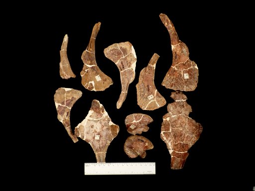 Dimetrodon sp