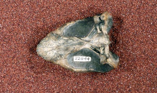 cf. Robertia sp
