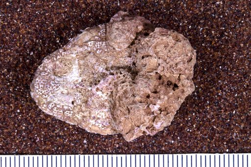 Diplocaulus sp