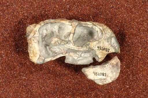 Diictodon feliceps Owen, 1876