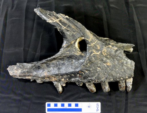 Allosaurus fragilis Marsh, 1877