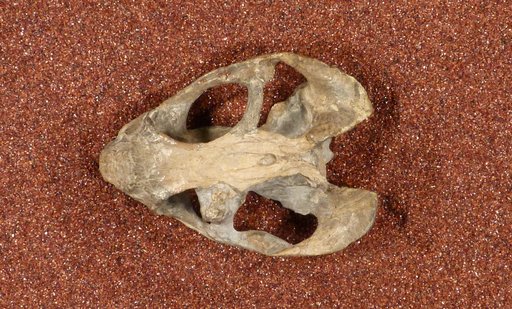 Diictodon feliceps Owen, 1876