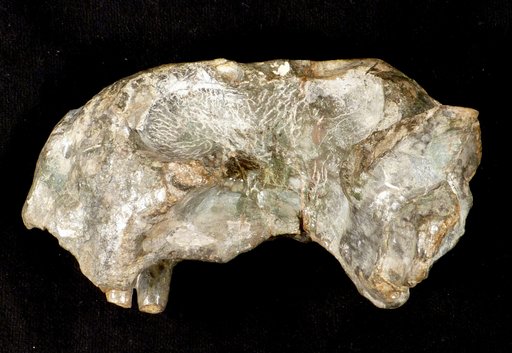 Dicynodon lacerticeps Owen