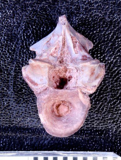 Varanosaurus sp