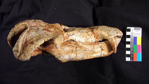 Diademodon tetragonus Seeley, 1894