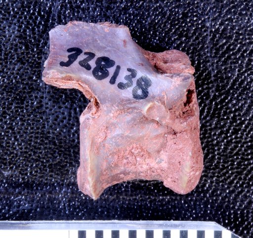 Varanosaurus sp