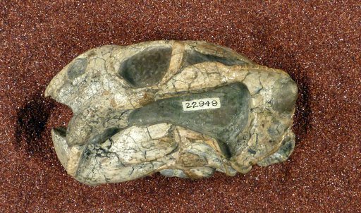 Diictodon feliceps Owen, 1876
