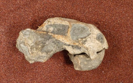 Diictodon feliceps Owen, 1876