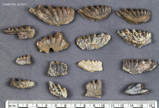 Sagenodus sp