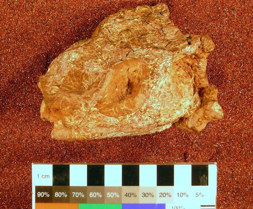 Dissorophus multicinctus