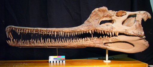 Rutiodon sp