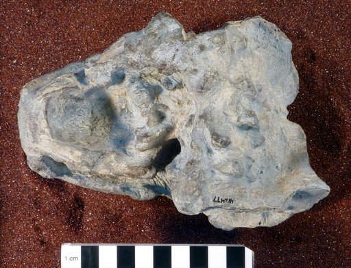 Lystrosaurus murrayi (Huxley, 1859)