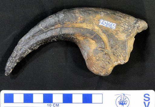 Allosaurus fragilis Marsh, 1877