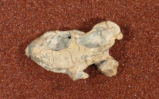 Diictodon feliceps Owen, 1876
