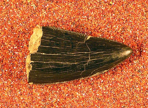 Genus sp
