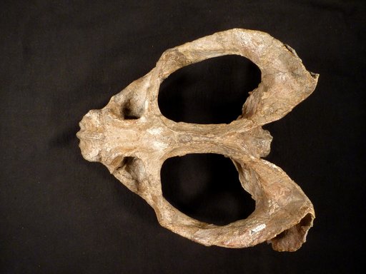 Oudenodon bainii Owen, 1860