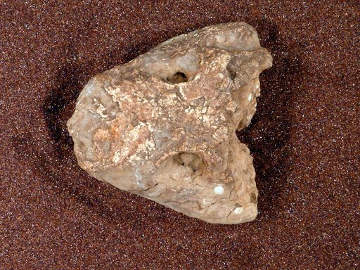 Seymouria baylorensis Broili