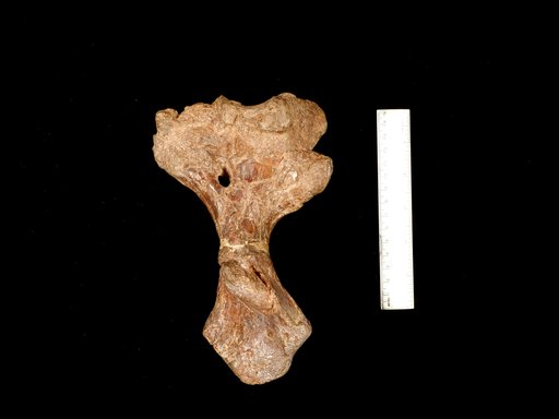 Dimetrodon sp