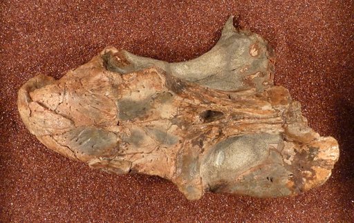 Kannemeyeria simocephalus Weithofer, 1888
