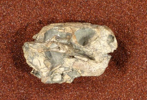 Diictodon feliceps Owen, 1876