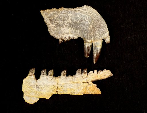 Dimetrodon sp