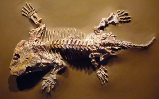 Seymouria baylorensis Broili
