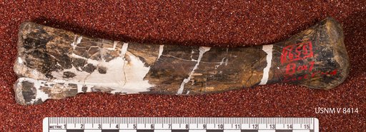 Dryosaurus sp