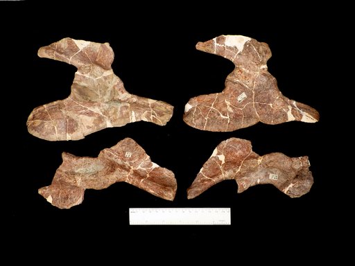 Dimetrodon sp